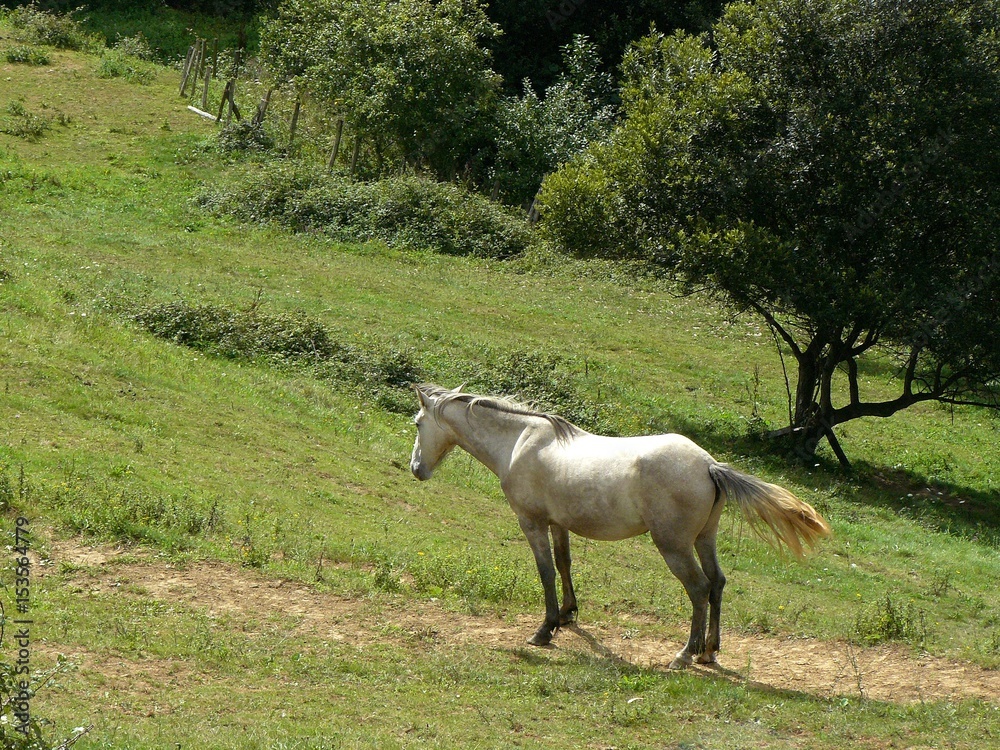 Naklejka premium Caballo blanco en el prado