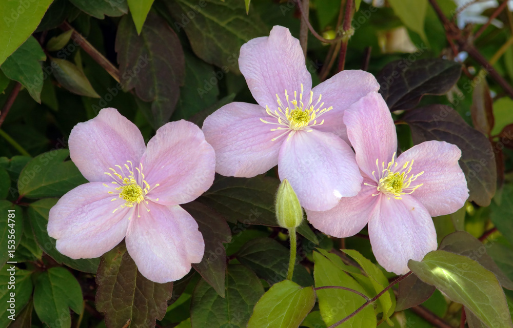Big pink flowers in garden (Clematis montana)
