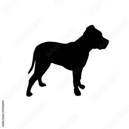 Pitbull dog photo