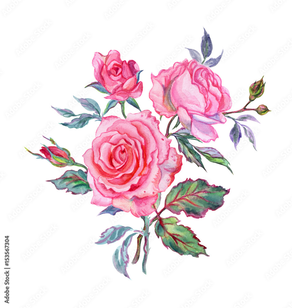 Bouquet of pink roses, watercolor drawing on white background.