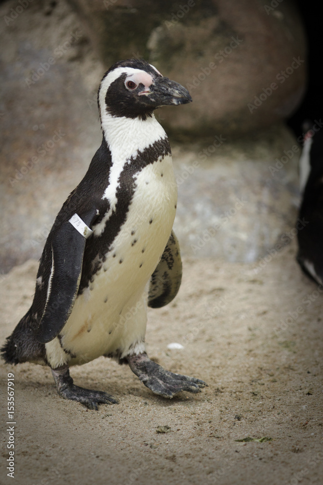 Obraz premium Pinguin