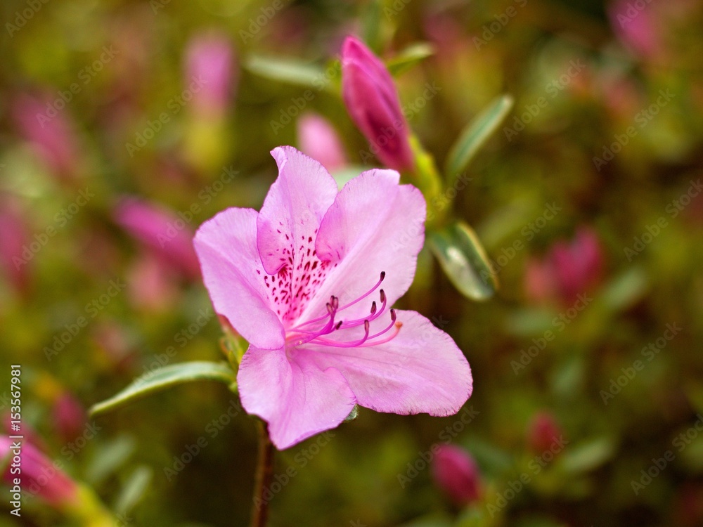 Obraz premium Flowering rhododendron in a botanical garden