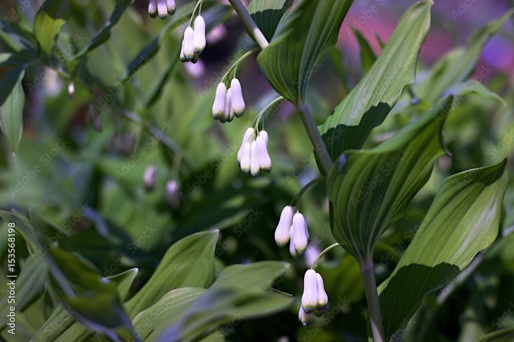 Solomon's seal blooming in the woods Solomon's seal blooming in the woods