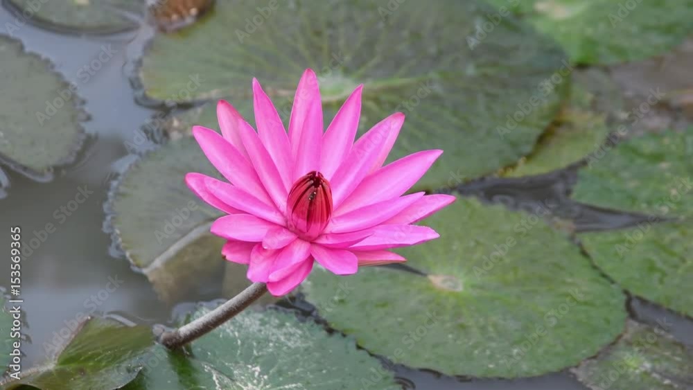 lotus bloom lotus bloom