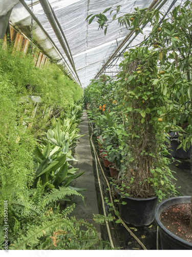 sunny greenhouse scenery photo