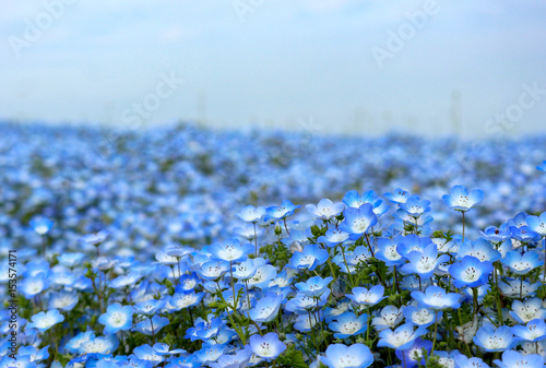 blue nemophila flowers at hitachi seaside parkon spring season photo