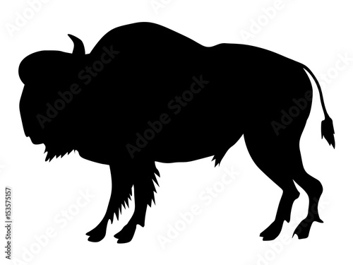 buffalo