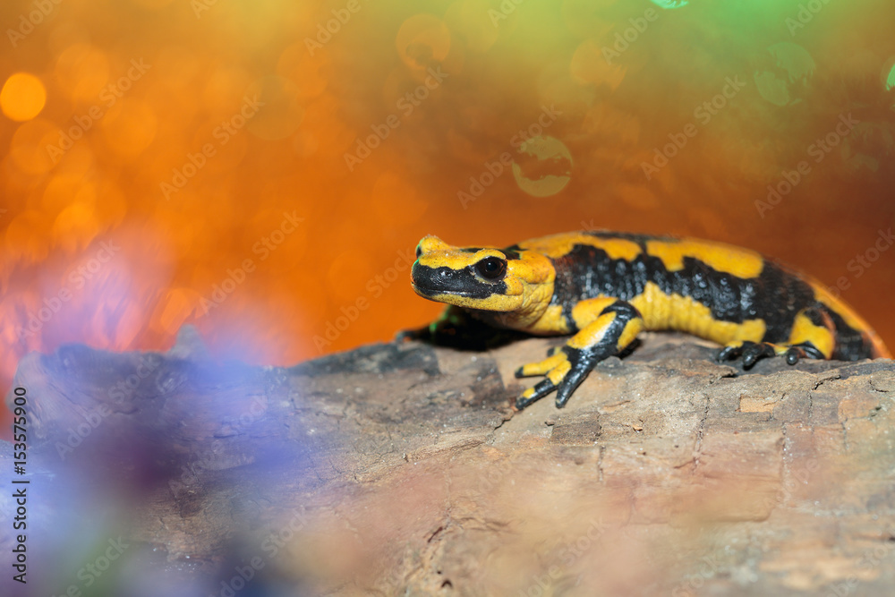 Fototapeta premium Salamander 06