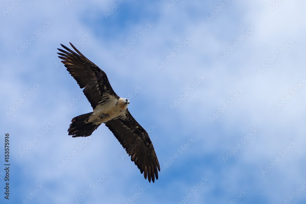 Fototapeta premium gypaete barbue