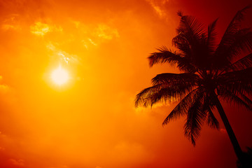 summer season at the beach, silhouette palm tree with clear sunny sky with extreme hot sunshine day background.