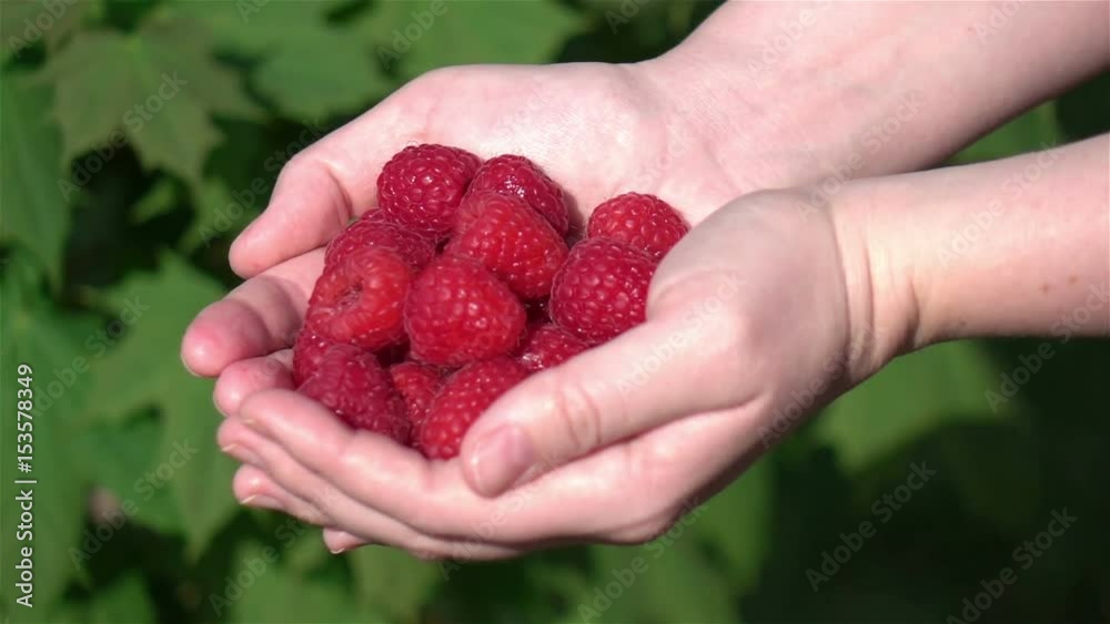 High quality video of hands holding raspberries in real 1080p slow motion 250fps High quality video of hands holding raspberries in real 1080p slow motion 250fps