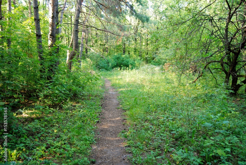 Obraz premium Paths in the forest