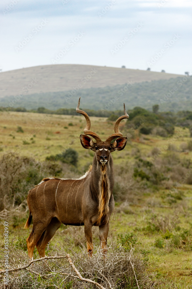 Kudu standing and looking at you Kudu standing and looking at you