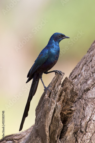 Meves's Longtailed Starling sitting on side of a tree