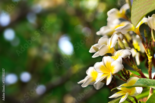 Fototapeta Naklejka Na Ścianę i Meble -  Blossoming of mango tree, Mango flower consists of 5 petals of white on the edges and yellow at the center of the helical shape