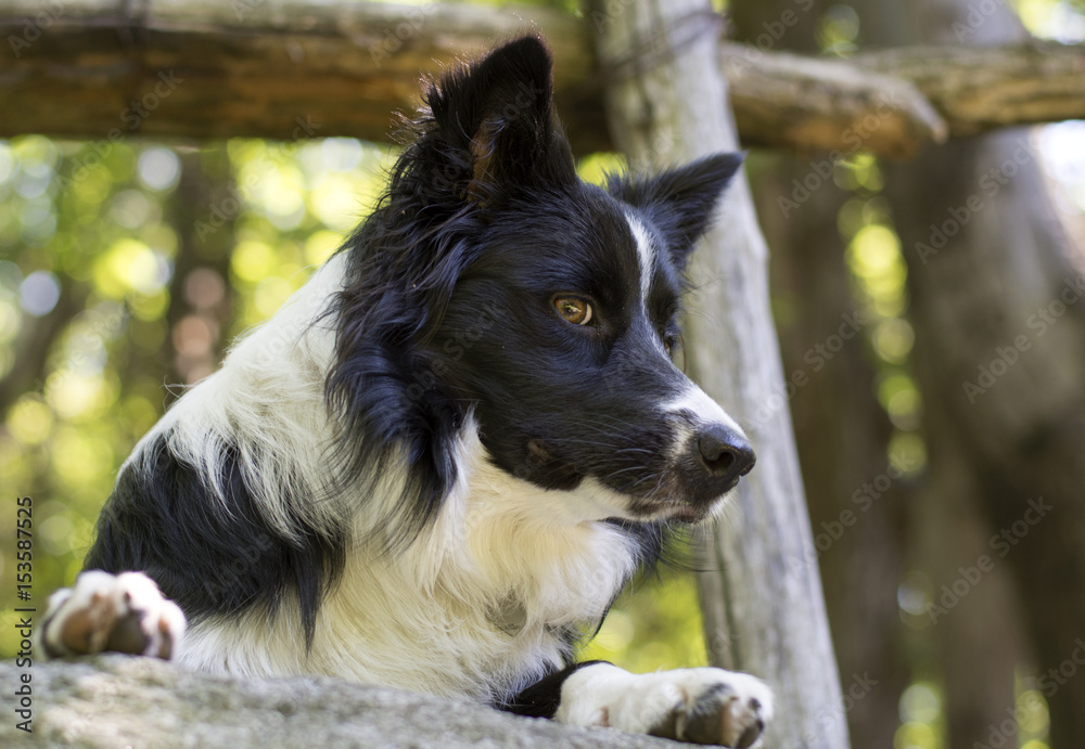 Close up of a border collie puppy under a wooden fence