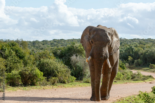 Elephant walking on the dusty road