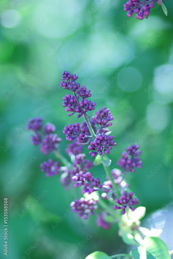 Spring flowers Spring flowers