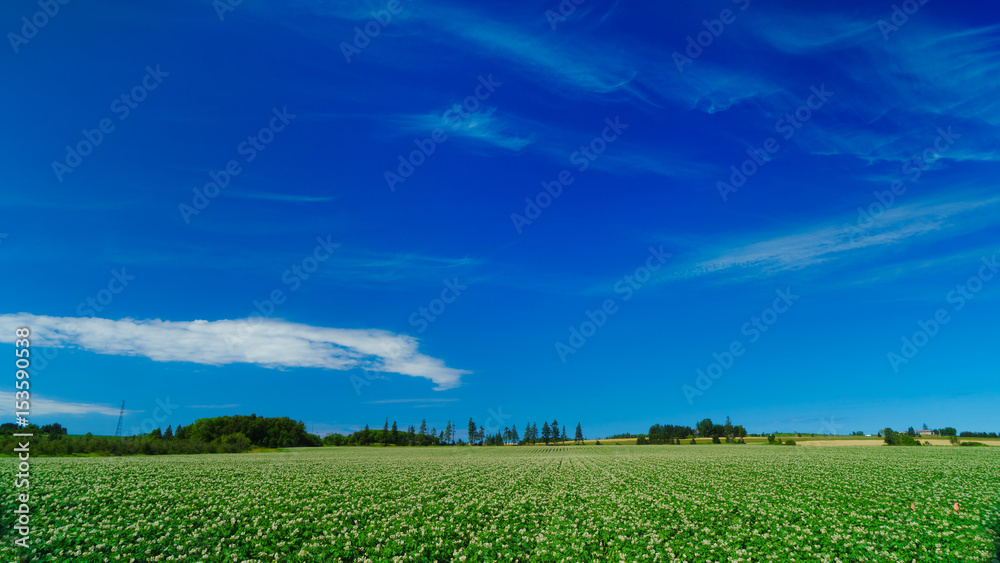 Potato field flowering and big skies in rural Prince Edward Island, Canada. - obrazy, fototapety, plakaty 