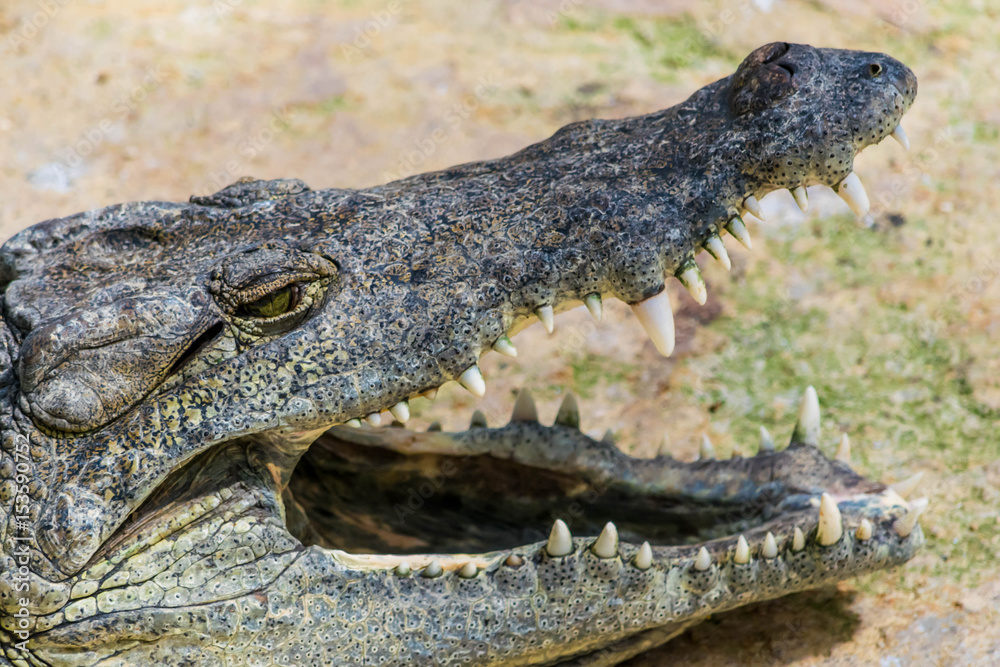 Obraz premium Crocodile.