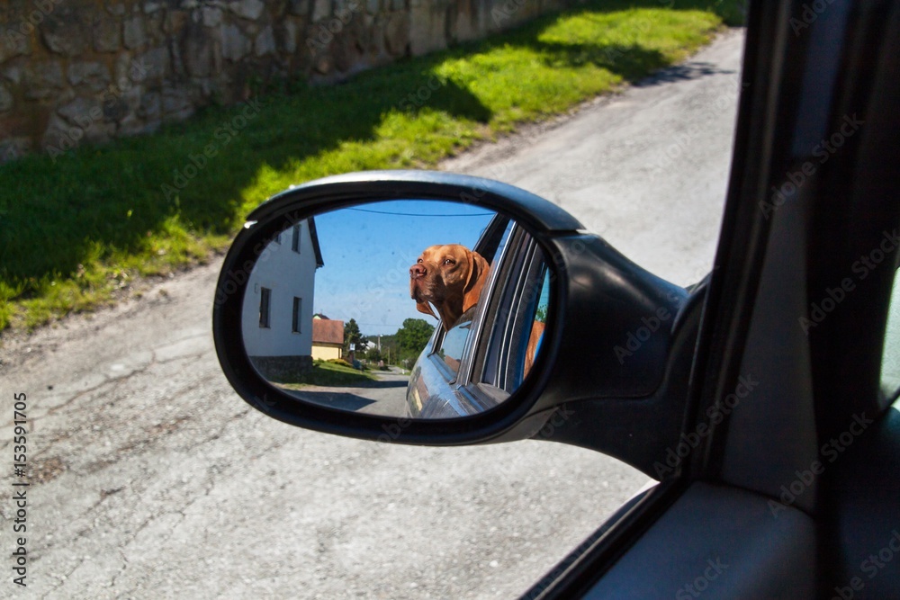 View of the dog in the rearview mirror of the car. Dog looking out the car window. Hungarian pointer Vizsla.