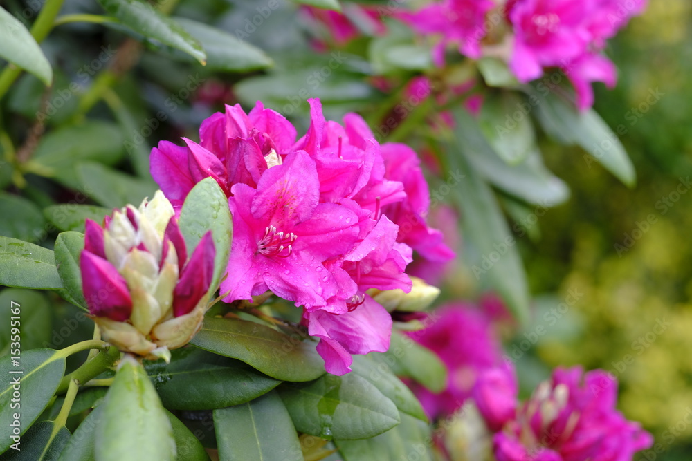 Rhododendron im Garten Rhododendron im Garten