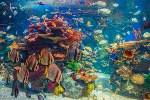 Ławica grupy wielu czerwonych żółtych tropikalnych ryb w niebieskiej wodzie z rafą koralową, kolorowy podwodny świat, miejsce na tekst, tapeta
