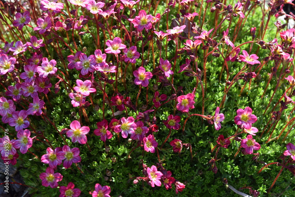 Pink flower, flowerbed