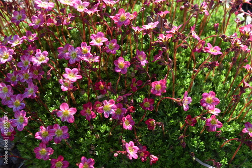 Pink flower  flowerbed
