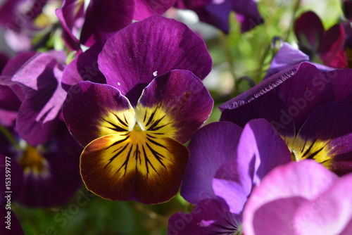 purple viola tricolor flowerbed