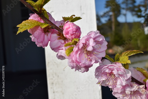 Pink flower in garden with white fence