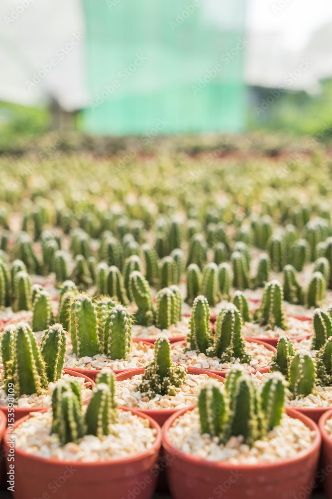 Pattern of Cactus mini special Prickly in Mini Potted plants Pattern of Cactus mini special Prickly in Mini Potted plants