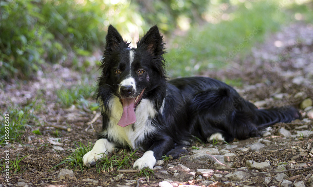 Portrait of a puppy of border collie in the woods Portrait of a puppy of border collie in the woods
