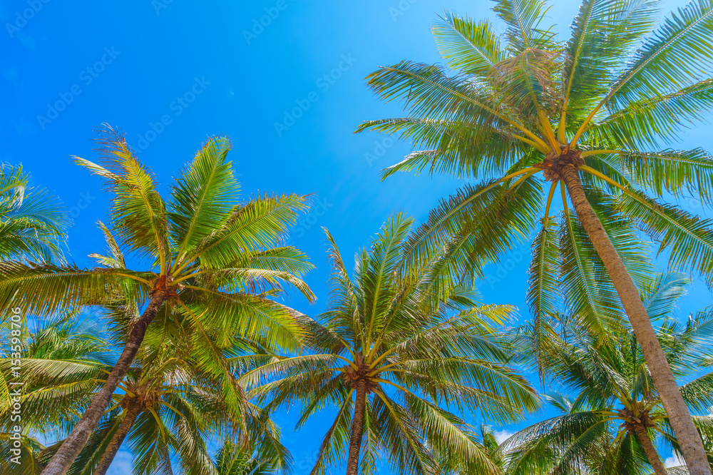 Fototapeta premium Tall palm trees with blue sky summer background