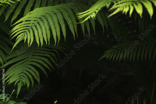 plant background fern leaves dark tone with place for text  