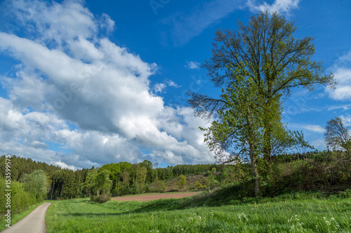 Landscape with blue puffy clouds sky, a big tree and green trees of a european forest and meadows