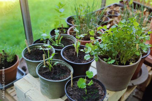 petit serre en kit dans jardin particulier en été  photo