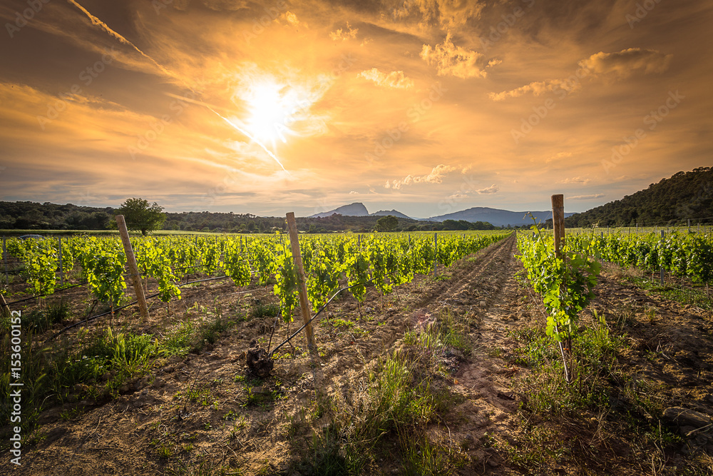Fototapeta premium des vignes sous un ciel orange au soleil couchant et des montagnes en arrière plan