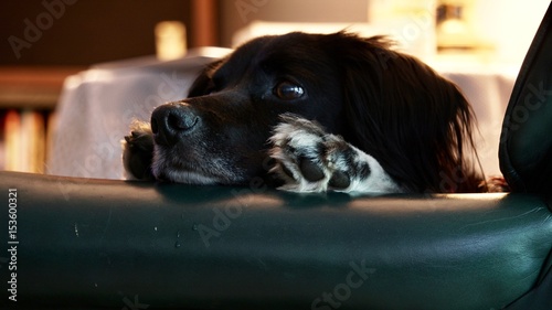 Photography Scared brittney spaniel dog in chair