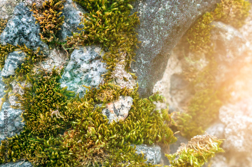 green moss on the rocks closeup  sunlight