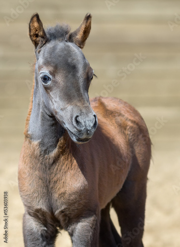 American miniature horse. Bay foal is one month of birth.