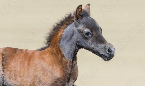 Close up portrain in motion of bay foal. American miniature horse.