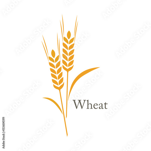 wheat rice spike