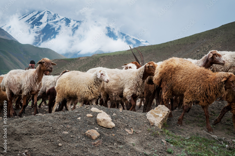 A herd of sheep and goats grazing in the mountains A herd of sheep and goats grazing in the mountains