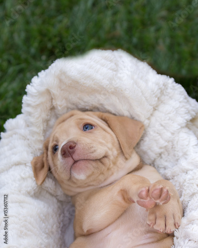 Adorable puppy lying on back on a blanket in the grass