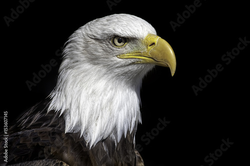 American bald eagle head close up against black background.