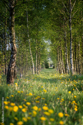 Tableau sur toile Footpath across the forest