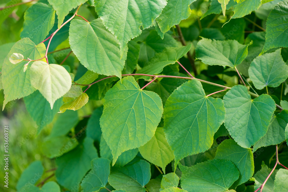 Leaves from a close-up tree Leaves from a close-up tree