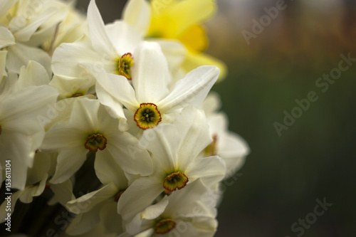 Fototapeta Naklejka Na Ścianę i Meble -  Different types of daffodils in the bouquet, background. Many-flowered, white and yellow daffodils﻿