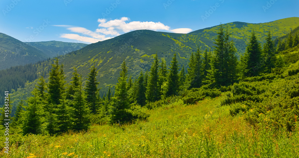 Summer forest Summer forest